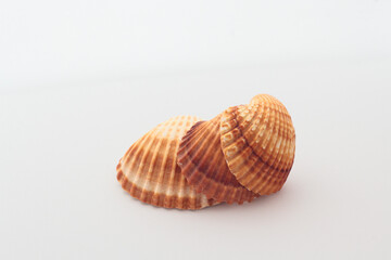 three sea shells on a white background