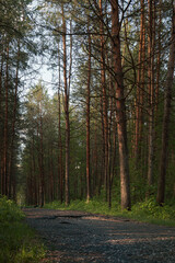 Deserted park in early summer.