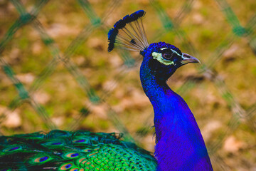 close up of peacock