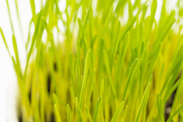 Potted wheatgrass on monochrome background