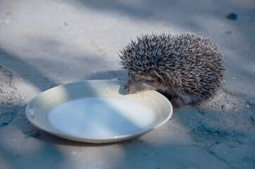 Cute hedgehog drinks milk from a bowl in the courtyard of a private house. an unexpected guest. close-up on a gray background. copy space. atmrosphere photo of a hedgehog in nature
