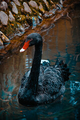Fototapeta premium black swan on the water