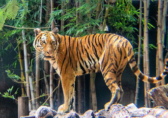 Fototapeta premium tigre