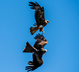 Rotmilane bei Flugkampf um Futter