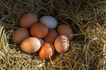 Different chicken eggs in a hay nest