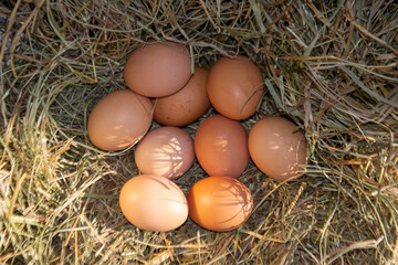 Chicken eggs in a hay nest