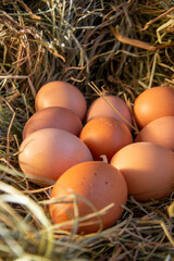 Chicken eggs in a hay nest