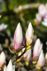 Fototapeta premium Close-up of a magnificent magnolia blossom in the spa gardens of Wiesbaden/Germany