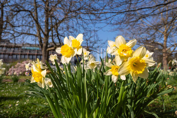 Fototapeta premium Close-up of yellow and white flowering daffodils in the spa park of Wiesbaden/Germany 