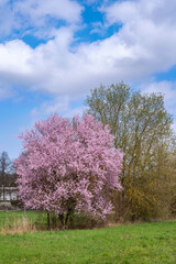 Fototapeta na wymiar Flowering bushes and trees in Rheinhessen/Germany on a sunny spring day 
