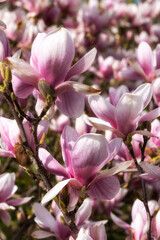 Obraz na płótnie Canvas Close-up of a magnificent magnolia blossom in the spa gardens of Wiesbaden/Germany