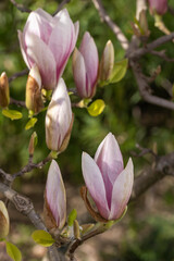 Close-up of a magnificent magnolia blossom in the spa gardens of Wiesbaden/Germany