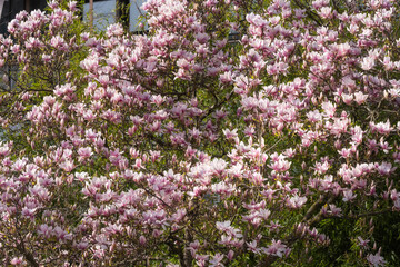 A magnolia tree in full bloom in the Kurpark of Wiesbaden/Germany