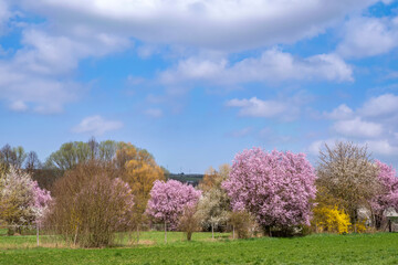Fototapeta na wymiar Flowering bushes and trees in Rheinhessen/Germany on a sunny spring day 