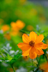 キバナコスモス,