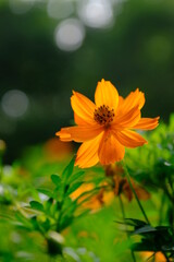 キバナコスモス,