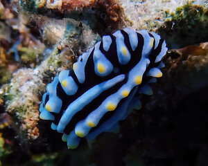 A Varicose Wart Slug (Phyllidia Varicosa) in the Red Sea, Egypt