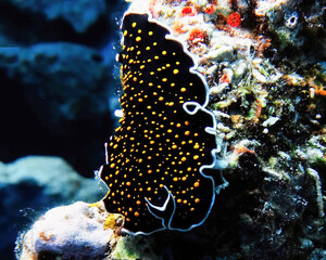 A Gold Spotted Flatworm (Thysanozoon nigropapillosum) in the Red Sea