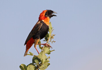 Southern Red Bishop, Kruger National Park