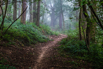 Moselsteig im Morgennebel