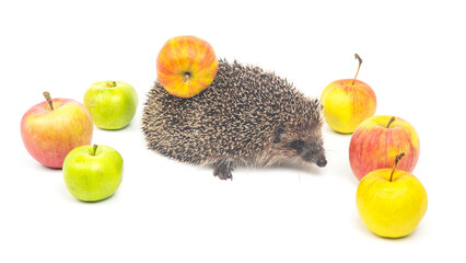 European hedgehog on a white background with apples. Animal world. Erinaceus europaeus © photosaint