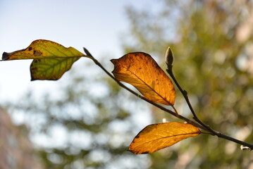 autumn leaves in the sky