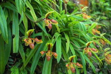 Obraz premium Beautiful rare wild orchids (Paphiopedilum villosum) in tropical forest of Thailand.