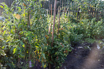 Fototapeta premium Green Tomatoes plants grow at a home garden. Ripe tomatoes on a farm in Russia