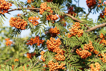 Rowan is a tree of the family Rosaceae. A widespread fruit tree, noticeable for its bright fruits remaining on the branches of the plant until late autumn and even sometimes for the whole winter