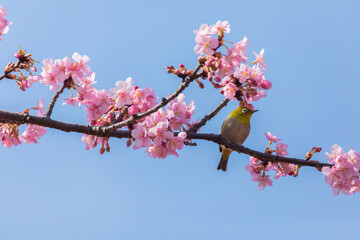 Japanese White-eye and Cerasus lannesiana Carriere at Shibuya, Tokyo, Japan