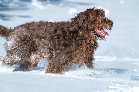 รูปภาพPudelpointer – เลือกดูภาพถ่ายสต็อก เวกเตอร์ และวิดีโอ452 | Adobe ...