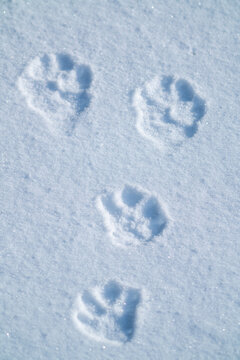 fresh rabbit tracks in the snow