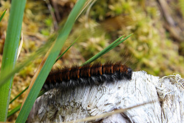 crawling caterpillar