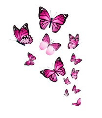 Fototapeta na wymiar Flock of butterflies on white background