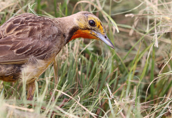 Cape Longclaw, Addo Elephant National Park