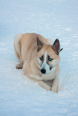Russia / Moscow / Metro Nekrasovka / Man's best friend / 09.02.2022