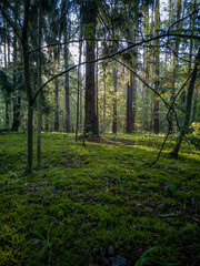 Fototapeta premium morning in the forest