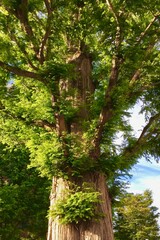 Fototapeta premium 杉の大木