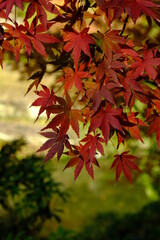 日本の秋の風景（紅葉）