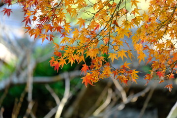 日本の秋の風景（紅葉）
