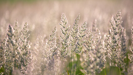 Field grass and flowers in bright backlighting sunlight. Nature and floral botany
