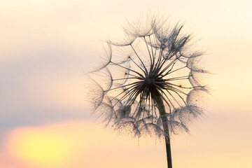 Dandelion silhouetted against the sunset sky. Nature and botany of flowers