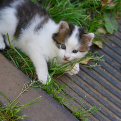 A cute little kitten on the green grass.