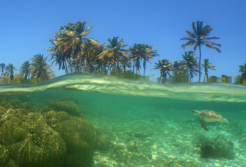 underwater scene , sea turtle , caribbean sea