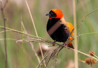 Southern Red Bishop, Kruger National Park