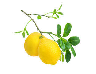 lemon with leaves on branch tree