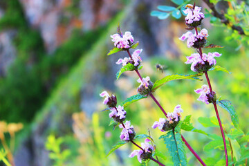 pink wildflowers during the day. forest in spring or summer. The sun leaves deep shadows. wildflowers against the background of a green field and the edge of the forest.