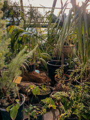 Exhibition of tropical plants in the Moscow Botanical Park. A large number of plants in pots in the greenhouse.