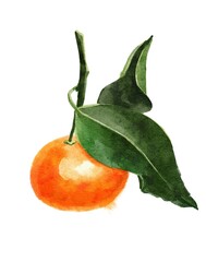Watercolour illustration of a mandarin