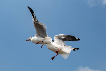 Seagulls flying on the beautiful sky chasing after food to eat.
